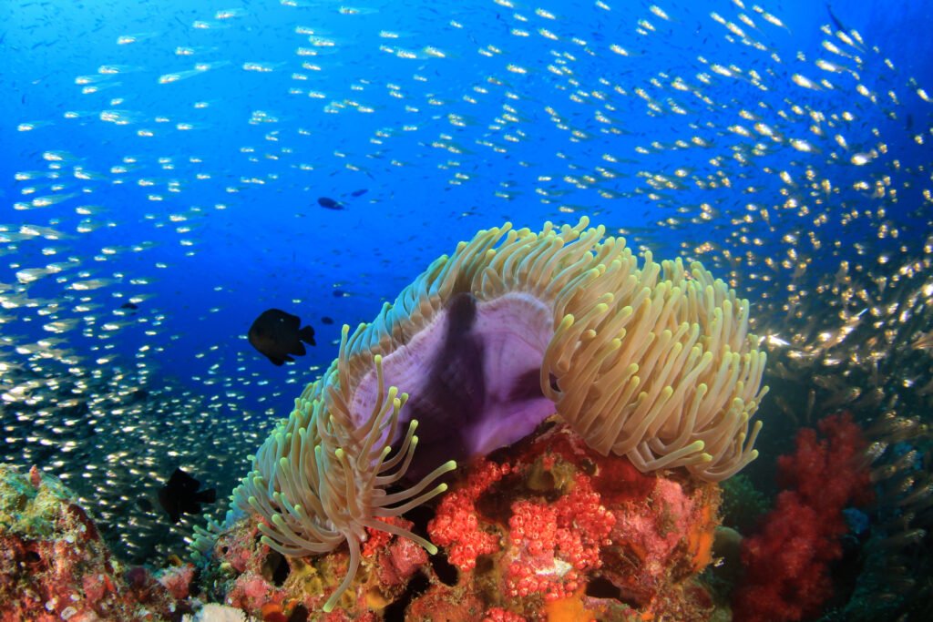 Protección de Ecosistemas Marinos y Costeros: Defender la Vida Bajo el Agua